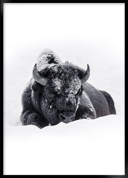Plakat - Bison liggende