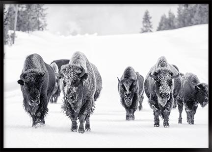 Plakat - Bison gruppe