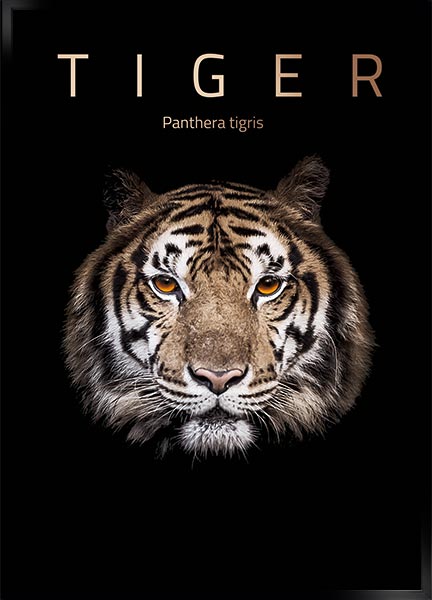 Plakat - Tiger