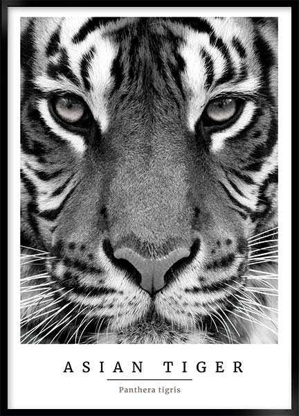 Plakat - Asiatisk tiger