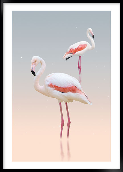 Plakat - White flamingo no3